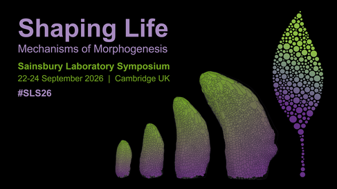 Logo for the Sainsbury Laboratory Symposium 2026, titled ‘Shaping Life: Mechanisms of Morphogenesis’. On a black background, segmented confocal images of an Arabidopsis leaf imaged over 9-12 days under a confocal microscope, with cells segmented and coloured using MorphographX software. The cells are artificially coloured from green to purple to match the Symposium leaf logo they are placed next to. Images by Dr Sarah Attrill. Text reads: ‘Sainsbury Laboratory Symposium, 22–24 September 2026, Cambridge UK.