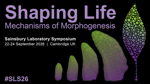 Promotional banner for the “Shaping Life: Mechanisms of Morphogenesis” Sainsbury Laboratory Symposium, taking place 22–24 September 2026 in Cambridge, UK (#SLS26). The design features purple and green gradient text on a black background, alongside stylised leaf made from dots. Also includes a timelapse series of 4 images of a developing Arabidopsis leaf imaged at 9-12 days old under a confocal microscope, with cells segmented and coloured using MorphographX software. Images by Sarah Attrill.