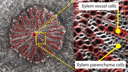 Cross section of Arabidopsis thaliana hypocotyl showing xylem tissue patterning formed by two different cell types – xylem vessels (red) and xylem parenchyma cells. SR2200 and Fuchsin staining of vessels. Imaged by Donghwi Ko.