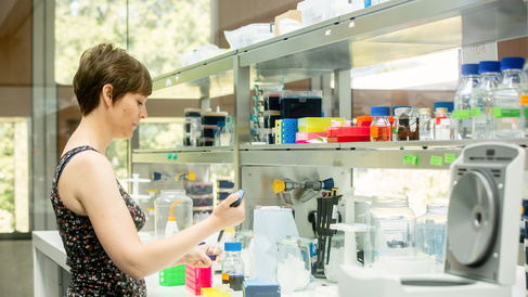 Scientist working at lab bench, pipetting media, in Sainsbury Laboratory