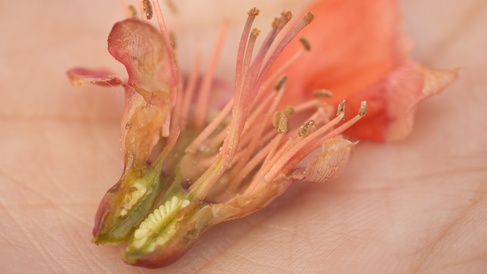 A dissected flower with pink petals shown in someone's palm