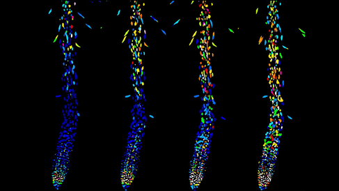 Fluorescent biosensor imaging technique used to visualise the concentration of specific molecules in plant roots.