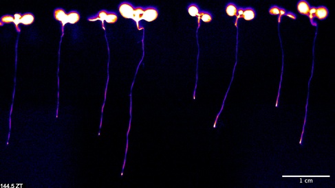 Bioluminescence Imaging: The plants are engineered with reporter genes that cause them to glow, allowing researchers to monitor internal clock tissue and gene expression in real-time.