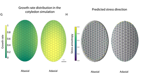 Figure panels G and H showing a computational cotyledon model. In panel G, two oval-shaped cellular meshes represent the abaxial and adaxial sides of a cotyledon, coloured according to simulated growth rate. The abaxial side shows lower growth rates overall, with darker green in the centre and base and lighter green at the edges and tip. The adaxial side shows higher growth rates overall, with yellow-green colouring concentrated in the centre and lighter green toward the edges. 