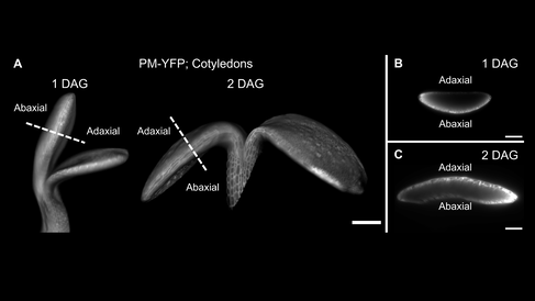 Light-sheet images showing cotyledon opening and the development of distinct mechanical stress patterns between the adaxial and abaxial sides. (A) Seedlings imaged at 1 and 2 days after germination (DAG). Dashed lines indicate the positions of the optical transverse sections shown in panels B and C. Scale bar: 200 μm. (B) Optical transverse section of a cotyledon at 1DAG showing the adaxial and abaxial sides. Scale bar: 100 μm. (C) Optical transverse section of a cotyledon at 2DAG showing increased curvatur