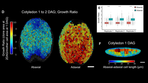 (D) Heatmaps showing the growth ratio distribution across the two sides of the same cotyledon over time, imaged between 1 and 2 DAG (scale bar: 100 μm).  (E) Growth ratio distributions for both cotyledon sides shown in (D) (replicate 1), alongside two additional biological replicates.  (F) Heatmap of abaxial–adaxial cell length distribution in a transverse cotyledon section at 1 DAG, reconstructed from 3D segmentation of an entire cotyledon (scale bar: 50 μm).