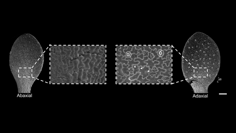 To experimentally test the model prediction, we imaged cotyledons of the quasimodo2-2 cell adhesion defect mutant, which forms cracks between epidermal cells. The localisation of these cracks has previously been used to infer the main direction of tensile stress in the plant epidermis. Differential localisation of cell adhesion defects on the two sides of cotyledons at 2 days after germination. Arrowheads indicate small cracks on the adaxial epidermis.Imaging by Leo Serra.