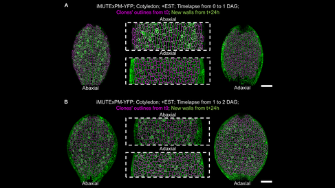 (A)	Time-lapse images of PM-YFP cotyledon with new stomata division occurring between 1 and 2 DAG. (new stomata highlighted in magenta at 2DAG, insets show the representative patterns on abaxial and adaxial sides at 2DAG. Scale bar:100μm). (B)	Time-lapse images of iMUTExPM-YFP cotyledon with stomata differentiating divisions induced between 1 and 2 DAG (Clones from 1DAG are outlined in magenta, the surface at 2DAG highlighting the new walls is in green. Scale bar:100μm).
