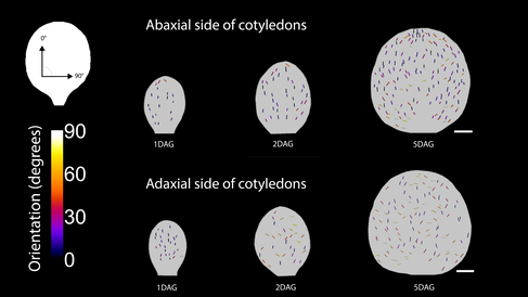 Heat maps showing stomatal orientation on the abaxial and adaxial sides of cotyledons at 1, 2 and 5 days after germination (DAG). Each coloured line represents a stoma, with colour indicating orientation angle from 0° (dark blue) to 90° (white). On the abaxial side, stomata remain relatively aligned with the leaf proximodistal axis over time, while on the adaxial side stomatal orientation becomes more variable earlier in development.
