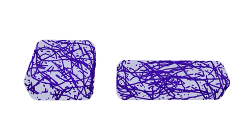 Computational simulations of the microtubule network in two differently shaped cells, looking at how cell geometry effects microtubule organisation. Simulations were preformed using Tubulaton https://gitlab.com/slcu/teamHJ/tubulaton, which we are continually developing. Credit: Tamsin Spelman.