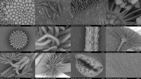12 samples from flowers imaged under a scanning electron microscope arranged in a grid. Images are black and white tone.