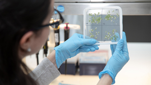 Sainsbury Laboratory researcher in foreground, with head turned sideways, looking at a square petri dish plate with Arabidopsis seedlings growing in agar