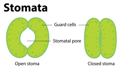 Diagram of stomata showing two sausage-shaped guard cells that inflat and defalte to open and close the stoma (pore).