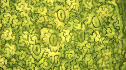 Microscopic image of a leaf surface showing many irregularly shaped plant cells with wavy, puzzle-like edges. Scattered among the cells are several oval-shaped structures called stomata, each outlined clearly and containing a vertical slit-like opening in the center. The image is predominantly yellow-green, with darker green outlines highlighting the cell walls and the stomata. The guard cells surrounding each stoma appear slightly thicker and more defined than the surrounding epidermal cells. 