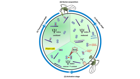 Aphid feeding triggers a redox-dependent switch during TuMV transmission