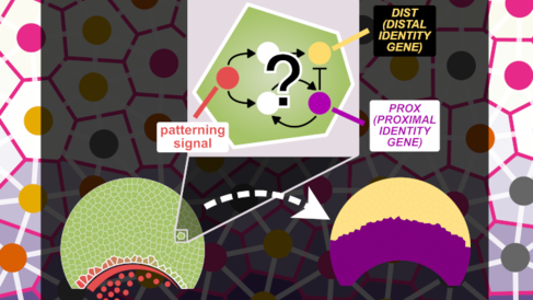 Graphic representation of the computer model that simulates the evolution of gene regulatory networks responsible for bullseye pattern in hibiscus trionum patterns. Includes incorporating pattern signal with distil identity gene and proximal identity gene.
