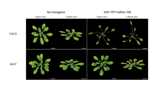 The expression of the effector HaRxL106 from Hyaloperonospora arabidopsidis alters plant development depending on the transcription factor BIM1