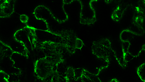 Visualisation of the plant cell secretory endomembrane system
