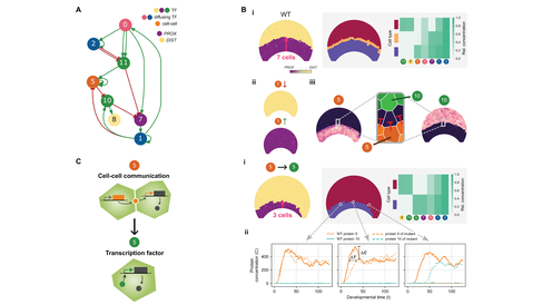  (A) Pruned GRN of an individual from a representative simulation at generation 30,000. Vertex labels indicate gene types. Multiple arrows between nodes reflect multiple TFBs, resulting in a stronger regulatory effect on transcriptional activity (see Methods). (B) Functional analysis of gene 5 in the GRN. (i) Wild-type phenotype showing normal bullseye pattern formation. (ii) Phenotypic effects of gene 5 knockout and overexpression, both leading to bullseye loss. (iii) Gene 5 restricts gene 10 expression to