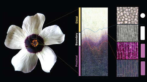 Hibiscus trionum flower with bullseye pattern. Close-up of the zone between the two zones showing distinct cell types in the boundary zone between the cream and purple pigmented sones.