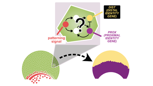 A twodimensional, cell-based model representing the petal epidermis. Gene regulation dynamics, governed by a GRN are simulated within each epidermal cell to drive the patterned expression of a PROX and a DIST that results in the phenotype of a petal split into two segments with the cream distal segment of the petal distinct from the proximal segment that has different cells forming a bullseye as seen in the Hibiscus trionum.