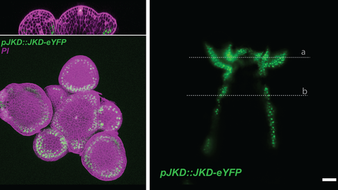 Confocal images of inflorescence meristem showing selected marker genes