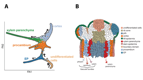 Graphic of infloresence meristem with cells coloured to represent their different trajectories to become vascular tissues (phloem, cambium and xylem) and other tissues such as petals/sepals and cortex.