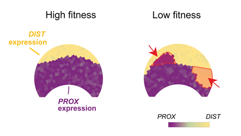 Graphics showing  high fitness petal with a clear bullseye boundary and a low fitness petal where the boundary is broken and bulleye pattern not as distinct