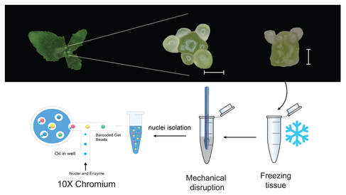 Workflow used for single-cell transcriptome analysis from dissected Arabidopsis thaliana infloresence meristems involve fine dissection of meriste, then freezing. Tissue is them mechanically disrupted by pestle homogenisation and nuceli sorted before lading onto 10X Chhromium chips. 