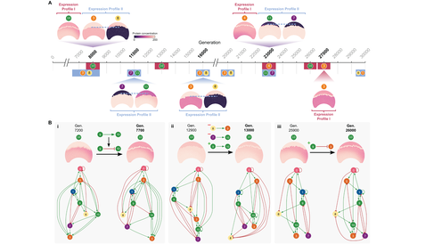 Evolution of boundary cell types in deterministic Simulation #13, illustrating the diversity of boundary mechanisms that evolved within a single simulation. The presence of boundary expression profile I is depicted in pink, while boundary expression profile II is shown in blue. The gene(s) responsible for each emergent boundary cell type are displayed alongside the respective mechanism: for expression profile I, the gene preferentially expressed in the boundary; for expression profile II, the two genes with