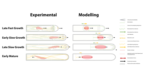 A phenotypic model based on microscopic observations is represented on the left, the dynamic mathematical model rendering on the right. Endoplasmic microtubules (EMTs) (centre of the cell) and cortical microtubules (CMTs) (cell periphery) are represented as green lines on the left.  Actin filaments (AFs) are represented as yellow lines.