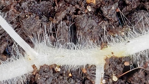 Close-up of white pumpkin roots covered root hairs with soil background