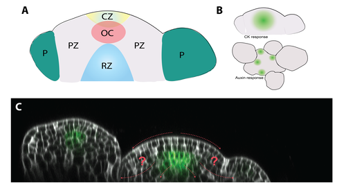 Graphic of infloresence meristem with main domains labelled (central zone,organising centre, peripheral zone, rib sone and primorida). Graphic of two simplified meristems showing domains where CK response and auxin response are active. Confiocal microscopy image meristem with red arrows and question marks indicating that there are still many areas that we don't know what regulatory factors are in play and the fate of the cells.