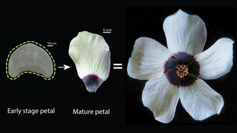 The hibiscus trionum petal pattern is invisible to the naked eye in the early stage when the petal is still wrapped in the bud. The patterns develops as the petal develops.