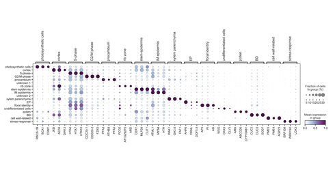 Graph showing selected marker genes for each cell cluster with circle size representing the fraction of cells in group and the colour gradient from white to blue representing the mean expression in group from 0 (white) to 2 (dark blue).