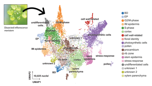 Close-up image of a meristem with arrow pointing to the uniform manifold approximation (UMAP) and projection of cellular heterogeneity in the inflorescence meristem tissue (7,295 cell meristematic nuclei). This scatter plot uses nonlinear machine learning algorithm that compresses massive amounts of high-dimensional genomic data into a two-dimensional plot. It is used in plant biology to analyse cellular heterogeneity (the distinct genetic and functional variations between individual cells within plant tiss