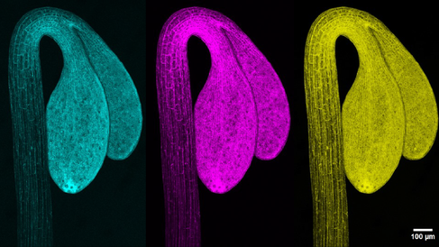 Confocal imaging of FRET biosensor in Arabidopsis apical hook. Image by Maxime Josse.