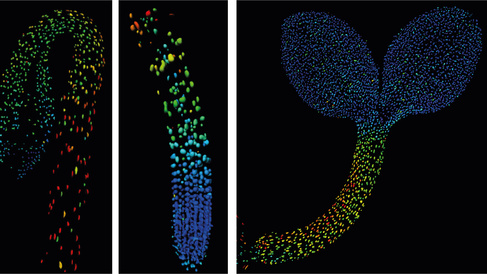 Biosensor imaging of a seedling, measuring how the concentrations of the plant hormone gibberellin change as the plant grows. Credit: Annalisa Rizza.