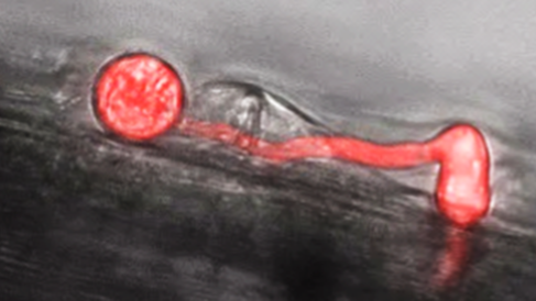 Germinating Phytophthora palmivora spore penetrating barley leaf