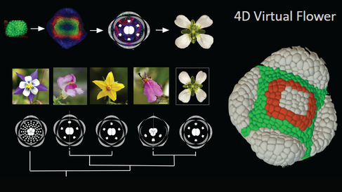 Images and graphics of early flower development patterns in different flowers, including the model flower Arabidopsis, which will be studied in the RESYDE project. Image on right of model of 4D virtual flower in early development.