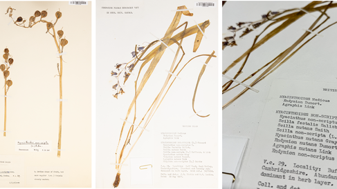 GCE herbarium specimens of bluebells showing fruit and a sample collected in Cambridge with different synonyms for Hyacinthoides non-scripta listed on the label. Imaged by Weina Jin (CGE). 