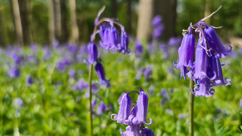 British bluebell flowers with their characteristic drooping habit in a Cambridgeshire woodland in April 2026. Image by Kathy Grube.