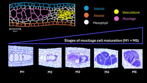 Cell type diversity and mucilage cell maturation in Hibiscus trionum petals