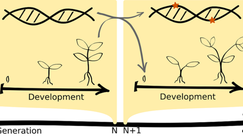 Increasing understanding of evolving developmental processes by simulating the development of thousands of individuals for thousands of generations.