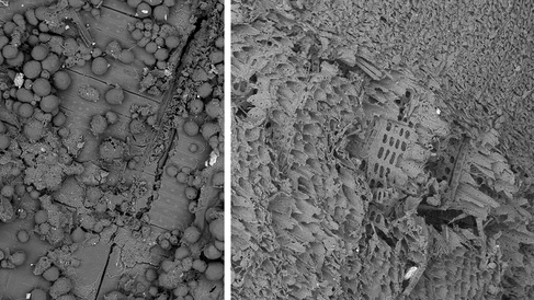Timber from Norfolk wooden boats images under a scanning electron microscope, with fungal spores visible.