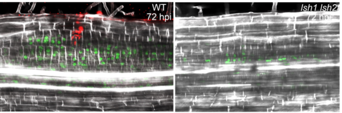LSH genes are required for the development of nodule primordia that can support bacterial colonisation: Confocal image of WT and lsh1/lsh2 roots 24 and 72 hpi with S. meliloti. 