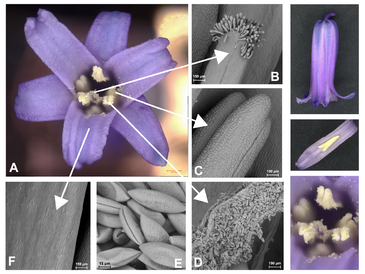 A British bluebell flower (Hyacinthoides non-scripta) imaged under a digital white light microscope reveals how the flower is structured with 3 sepals and 3 petals that create the bell-shape. Zooming in, a scanning electron microscope uncovers intricate structures invisible to the naked eye, from the delicate papillae on the stigma and pollen grains to the moment anthers split open to release pollen. Images by Gareth Evans and Trevor Groves FRMS.