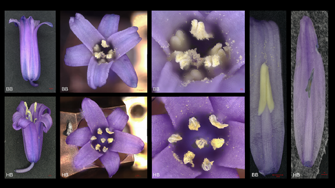Native vs non-native bluebells under the microscope: High magnification imaging using a Keyence microscope highlights key differences between a native British bluebell (BB) and a non-native bluebell (HB). Images by Gareth Evans.
