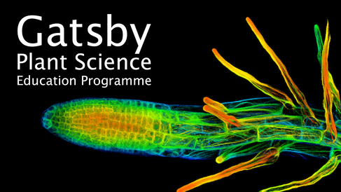 GPSEP logo with confocal image of Arabidopsis thaliana root with root hairs