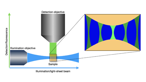 Schematic of a light-sheet microscope, showing the illumination and the detection directions. The interaction of the light-sheet with the detection PSF leads to a spatially varying overall PSF and decreasing of the pixel intensities away from the centre in the horizontal direction.